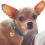 Return to Sniffany Charm Necklace - 10