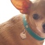 Return to Sniffany Charm Necklace - 10